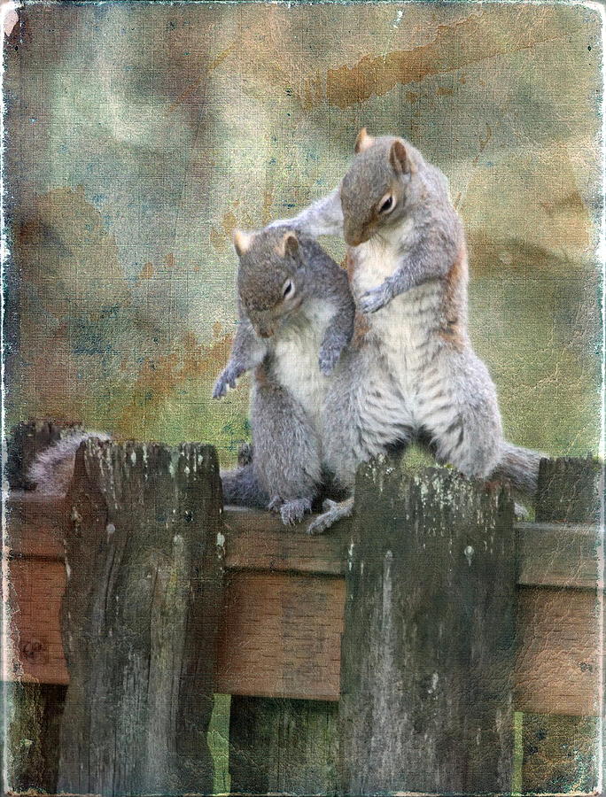 Squirrel Photograph - Only a Squirrel Knows by Angie Vogel