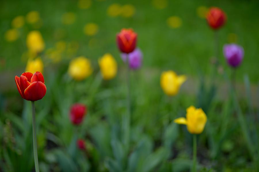 Tulips Photograph - Only inspite of the others by Patrick Pestre Tulips Photograph - Only inspite of the others by Patrick Pestre