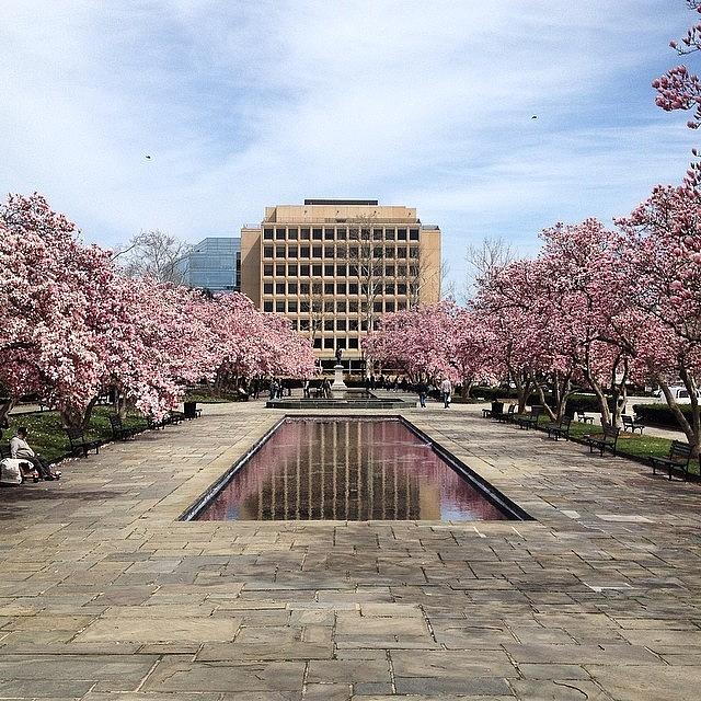 Only Place Ive Seen Cherry Blossoms Photograph by Luke James Live