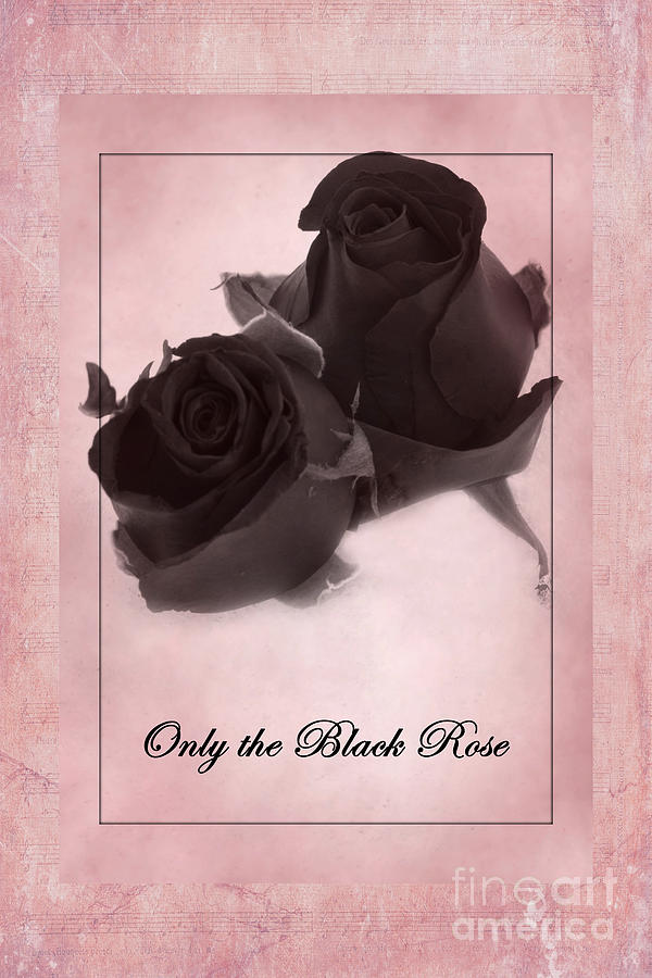 Rose Photograph - Only The Black Rose by David Birchall