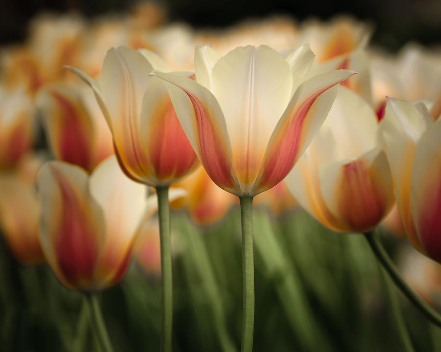 Only Tulips Photograph by James Barber