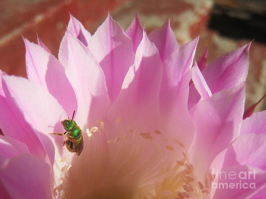 Only Two Days To Visit Cactus Flower Photograph by John King I I I
