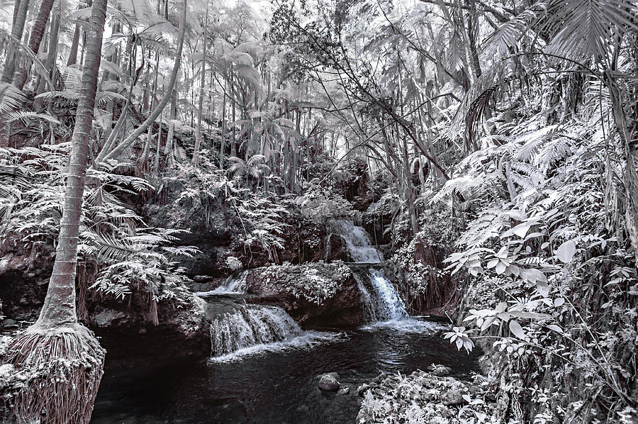 Onomea Falls in Infrared 1 Photograph by Jason Chu
