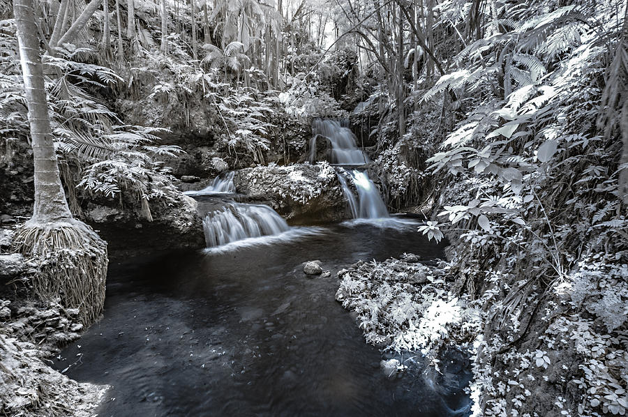 Onomea Falls in Infrared 3 Photograph by Jason Chu