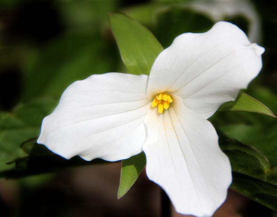 Ontarios Trillium Flower Photograph by Davandra Cribbie