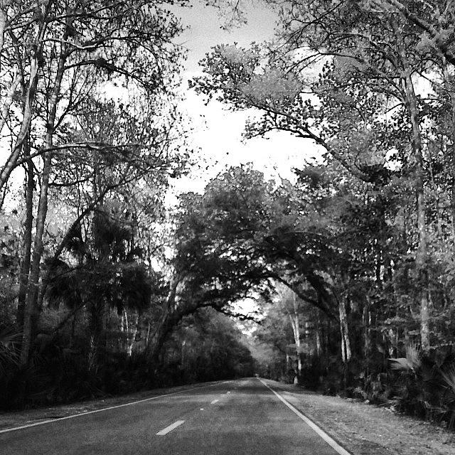 Tree Photograph - #ontheroad #road #woods #trees by Carlee Ortiz