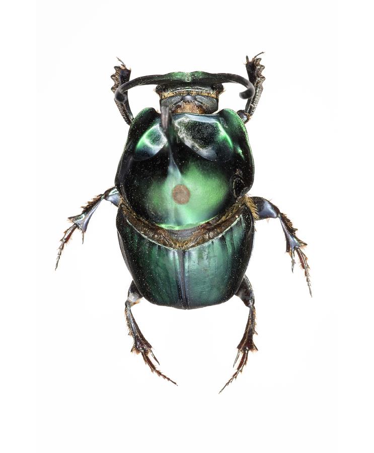 Onthophagus Dung Beetle Photograph by Lawrence Lawry