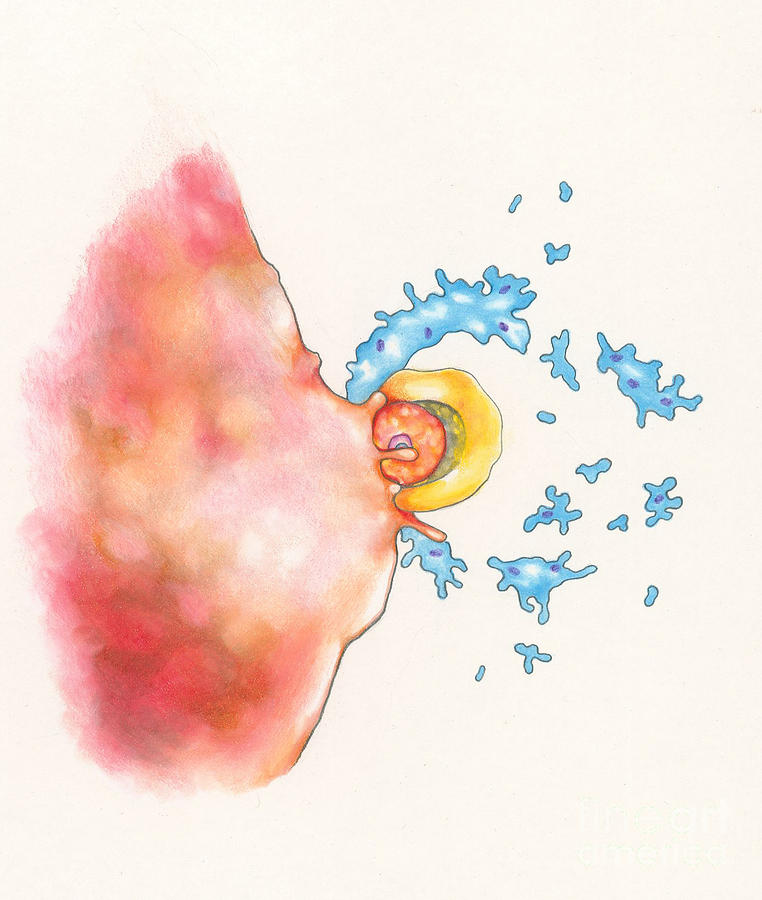 Oocyte Bursting Through Ovarian Wall Photograph by Gwen Shockey