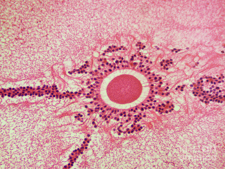 Oocyte In Rabbit Ovary Photograph by Garry DeLong