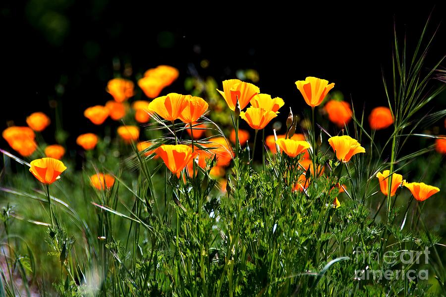 Ooh Poppies Photograph by Patrick Witz