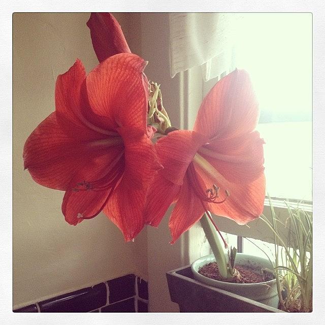 Flower Photograph - Ooo My Amaryllis Is Blooming! by Lacie Vasquez