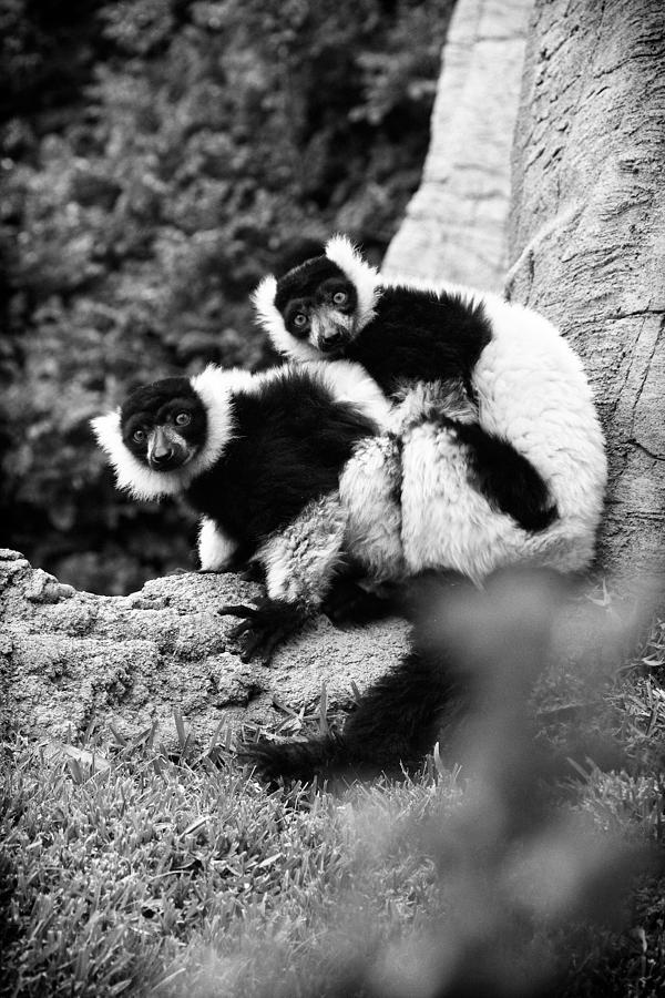 Lemur Photograph - Oops by Goyo Ambrosio Lemur Photograph - Oops by Goyo Ambrosio