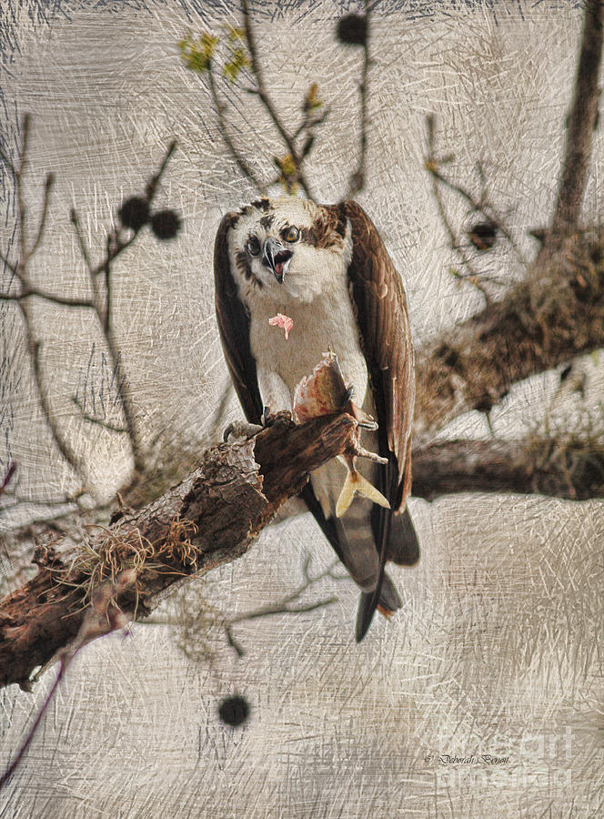 Osprey Photograph - Oops I Dropped It by Deborah Benoit