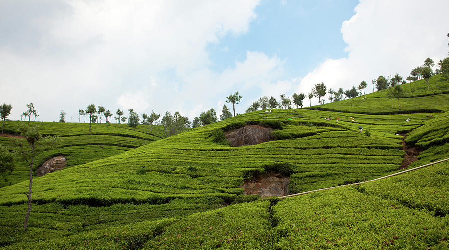 Ooty Tea Garden Photograph by This Is Captured By Sandeep ...