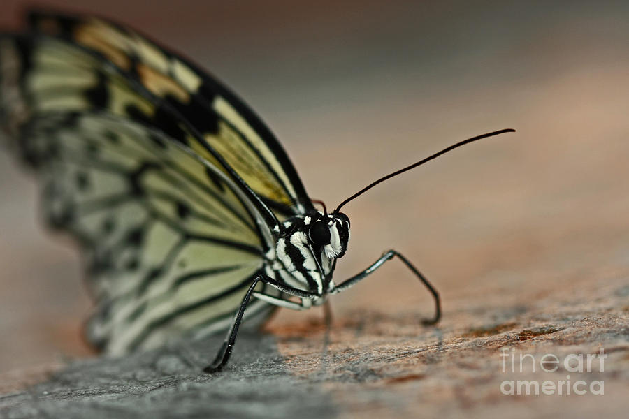 Butterfly Photograph - Opalescent Dream by Inspired Nature Photography Fine Art Photography