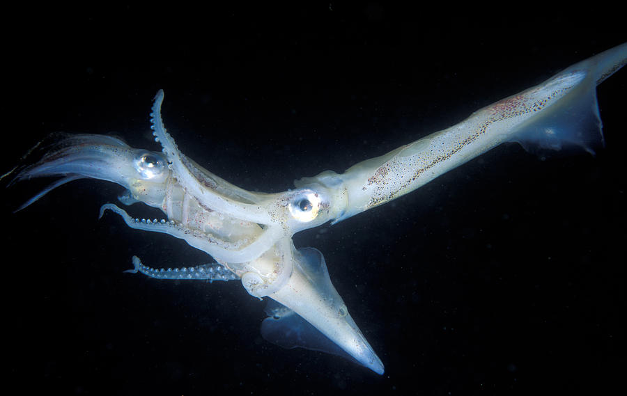 Opalescent Squid Mating Photograph by Greg Ochocki - Pixels