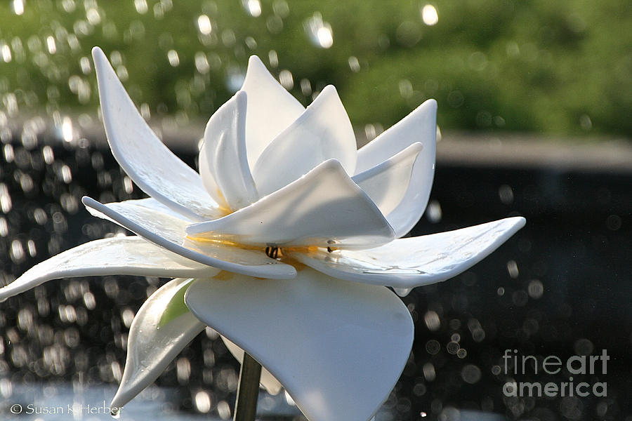 Opaque Lily Photograph by Susan Herber