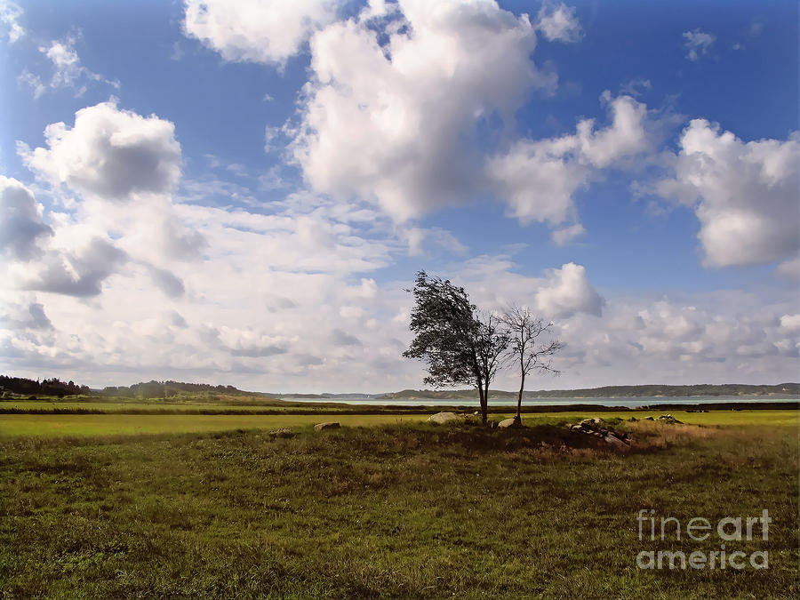 Tree Photograph - Open Air Landscape by Lutz Baar