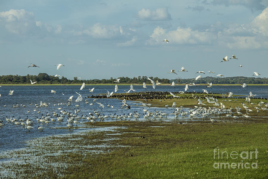 Bird Photograph - Open bills near a lake by Patricia Hofmeester