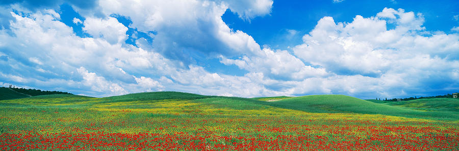 Flower Photograph - Open Field, Hill, Clouds, Blue Sky by Panoramic Images