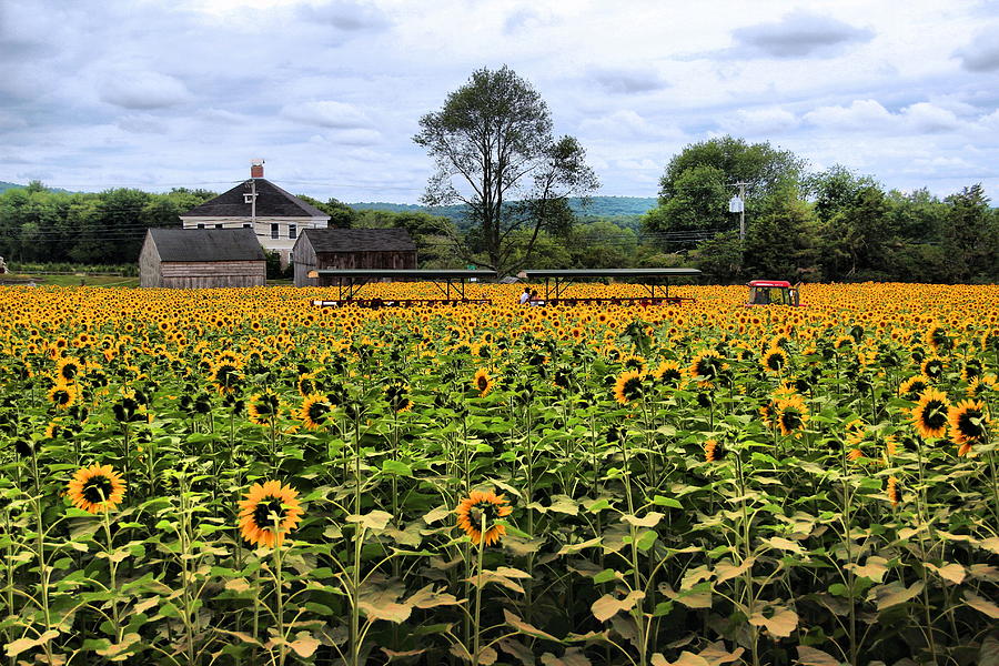 Open Field Of Sunflowers Photograph by Andrea Galiffi
