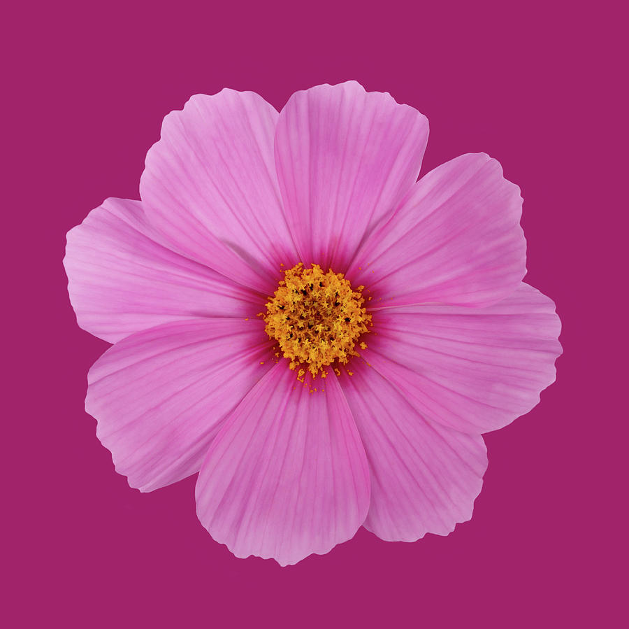 Open Pink Cosmos Flower On A Dark Pink Photograph by Rosemary Calvert