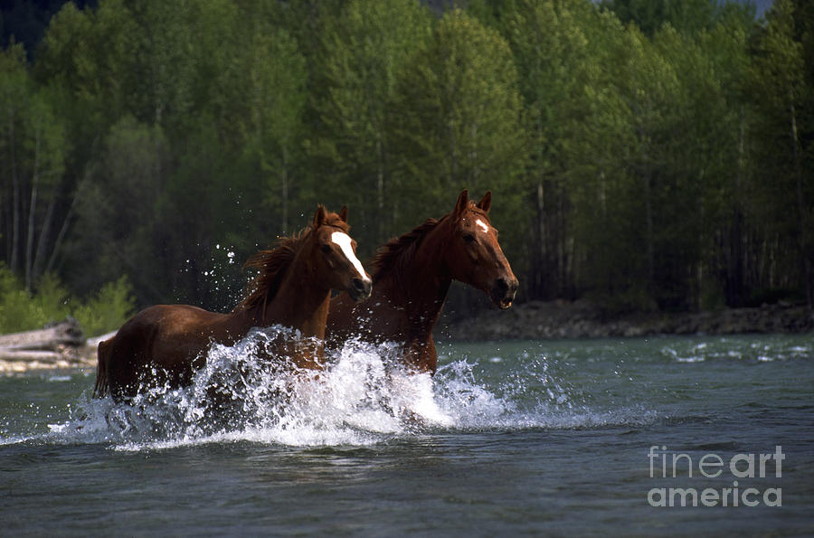 Open Range Horses Running Photograph by Art Wolfe