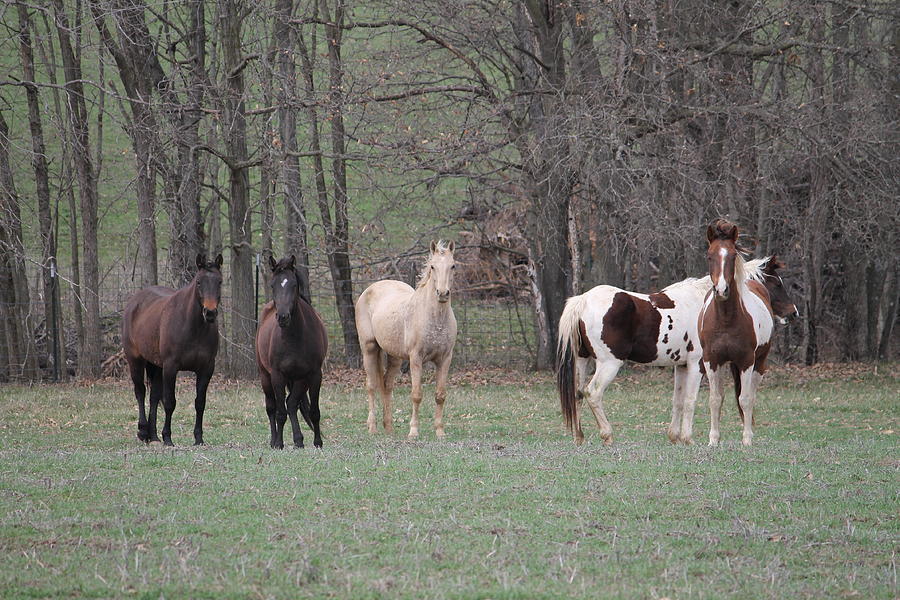 Open Range Photograph by Kayla Foss - Fine Art America