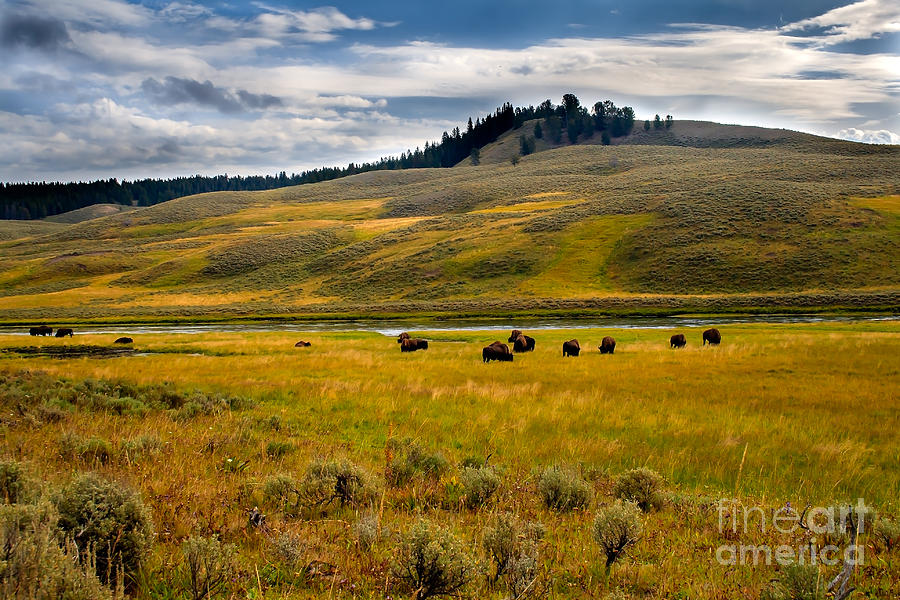 Yellowstone National Park Photograph - Open Range by Robert Bales