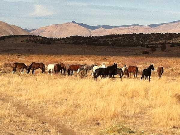 Open Range Photograph by Wynema Ranch Open Range Photograph by Wynema Ranch