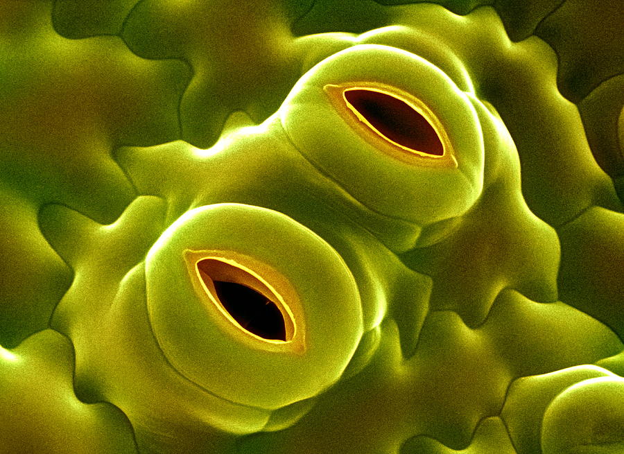 Open Stomata Photograph by Dr Jeremy Burgess