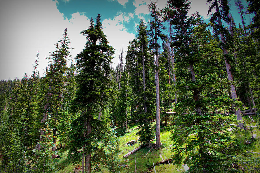 Open Subalpine Forest Photograph by Aaron Burrows
