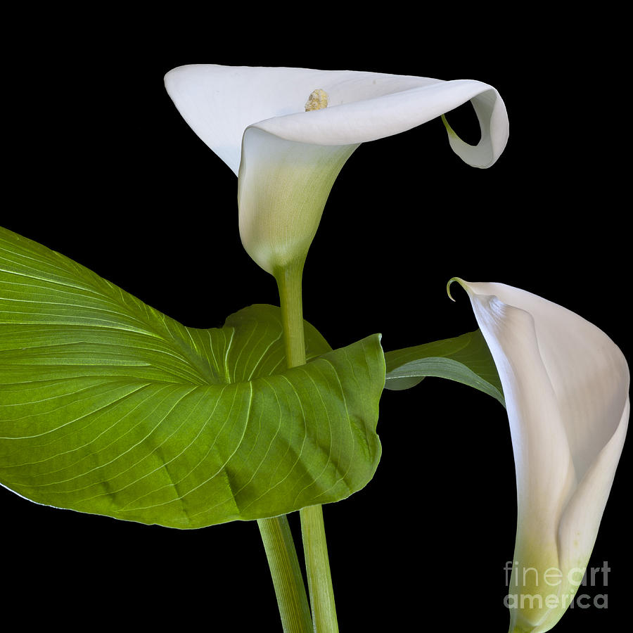 Open white calla lily I Photograph by Heiko Koehrer-Wagner