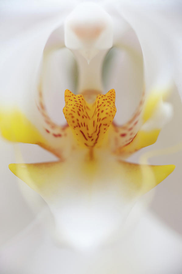 Orchid Photograph - Open Wide by Sebastian Musial