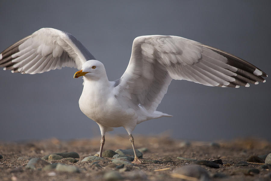 Seagull Photograph - Open Wings by Karol Livote