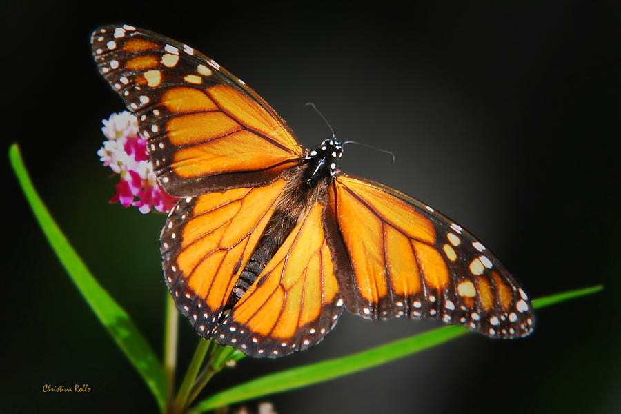 Butterfly Photograph - Open Wings Monarch Butterfly by Christina Rollo