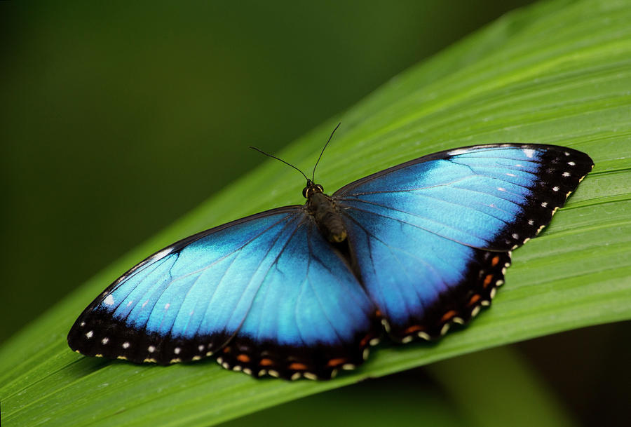 Open Wings Morpho Butterfly On Leaf Photograph by Kryssia Campos