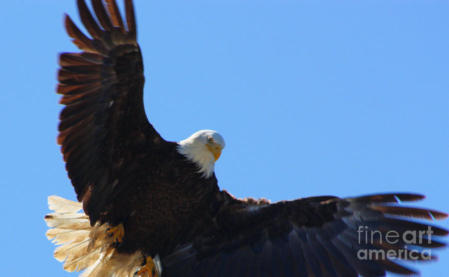 Open Wings Photograph by Nick Gustafson - Pixels