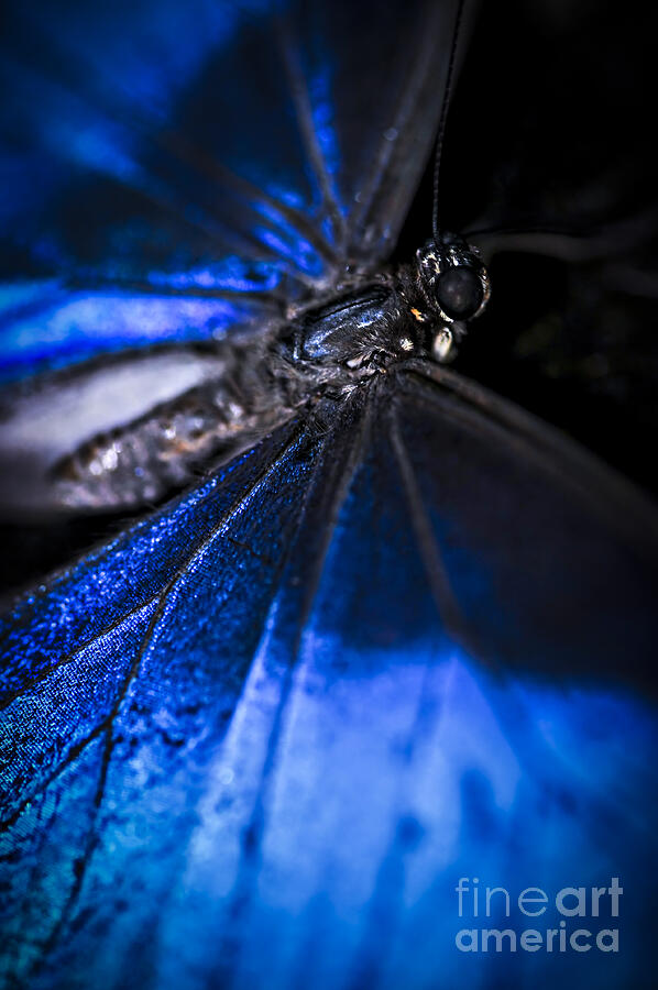 Open wings of Blue Morpho butterfly Photograph by Elena Elisseeva