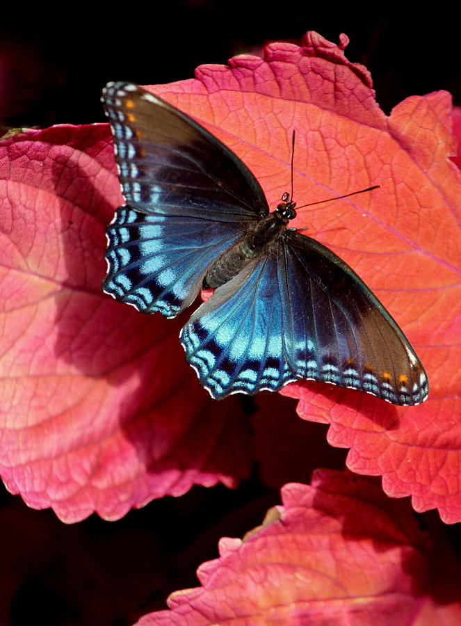 Butterfly Photograph - Open Wings Red Spotted Purple Butterfly by Rosanne Jordan