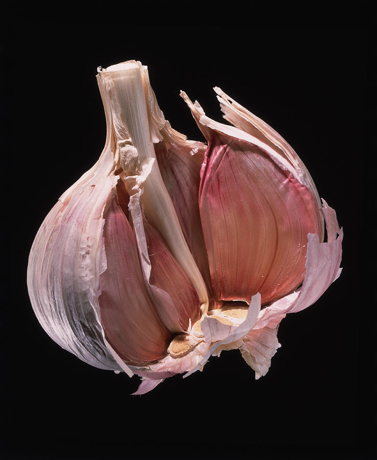Still Life Photograph - Opened Bulb Of Garlic by Sheila Terry/science Photo Library