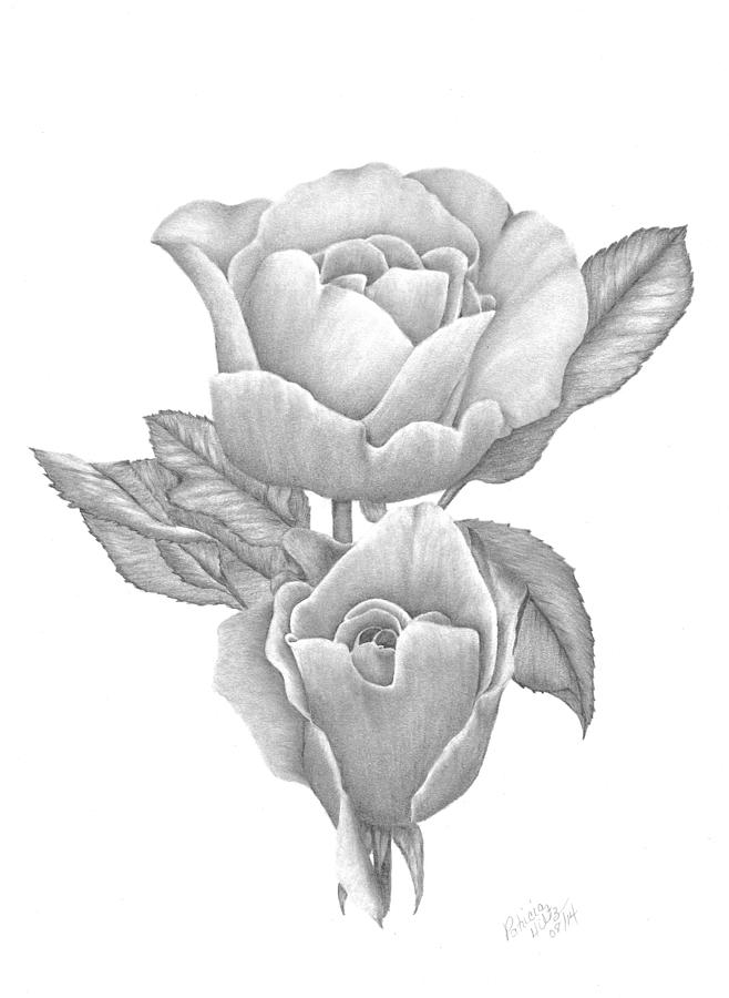 Opening Blooms Drawing by Patricia Hiltz
