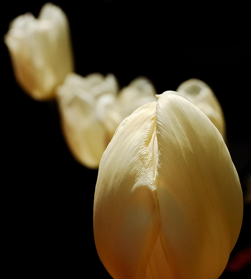 Flower Photograph - Opening Night - Tulips In The Spotlight by Steven Milner