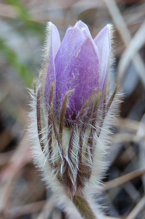 Opening Pasqueflower Photograph by Greni Graph