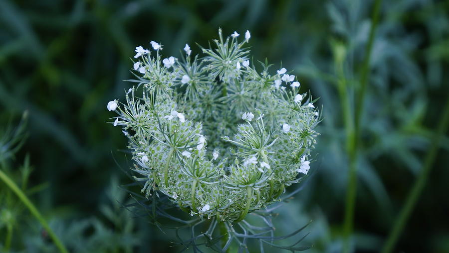 Opening Queen Annes Lace Bud Photograph by Dawn Hagar