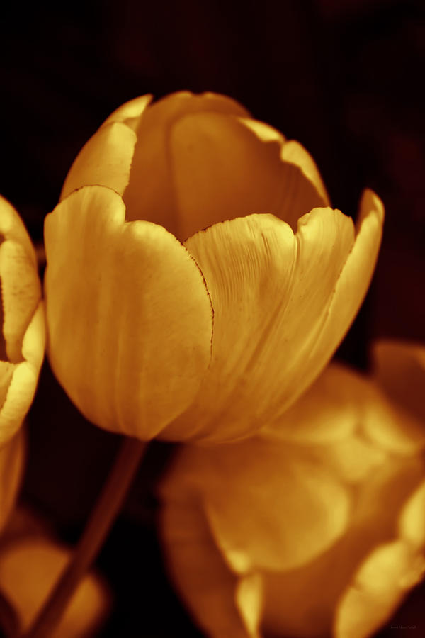 Opening Tulip Flower Golden Monochrome Photograph by Jennie Marie Schell