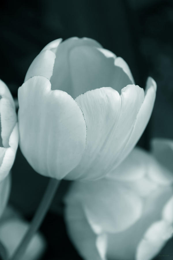 Opening Tulip Flower Teal Monochrome Photograph by Jennie Marie Schell