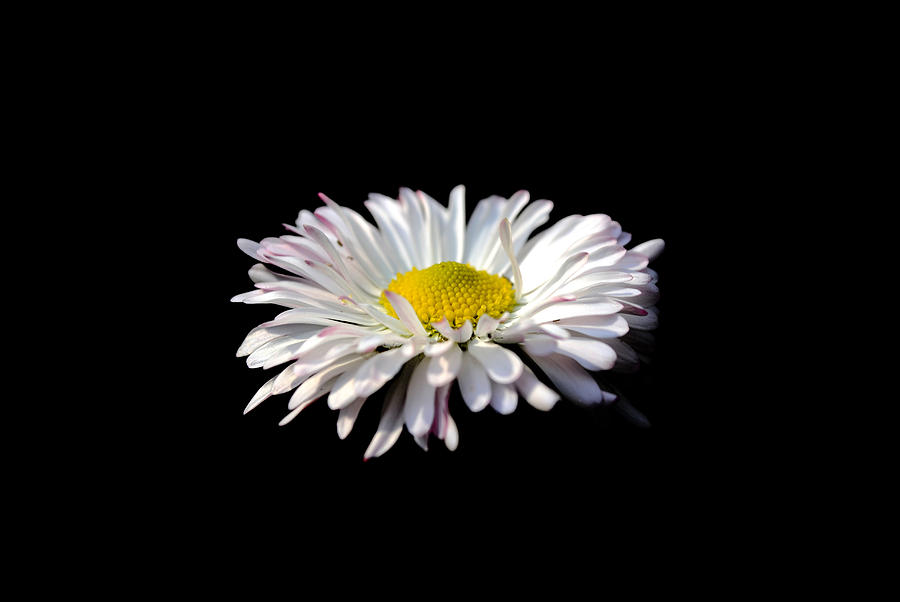 Flower Photograph - Opening up by Sumit Mehndiratta