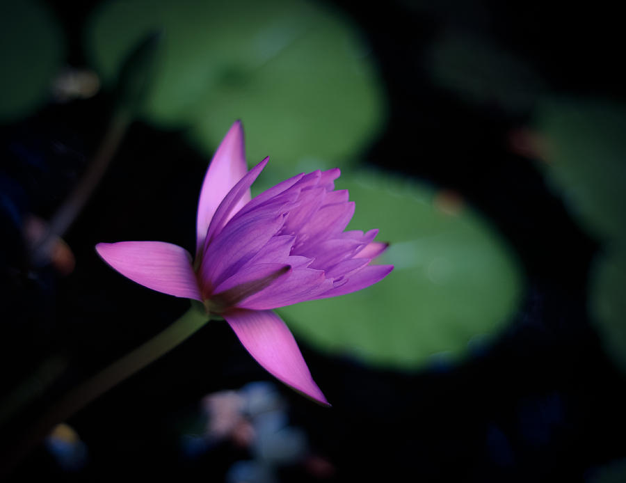 Opening Water Lily Photograph