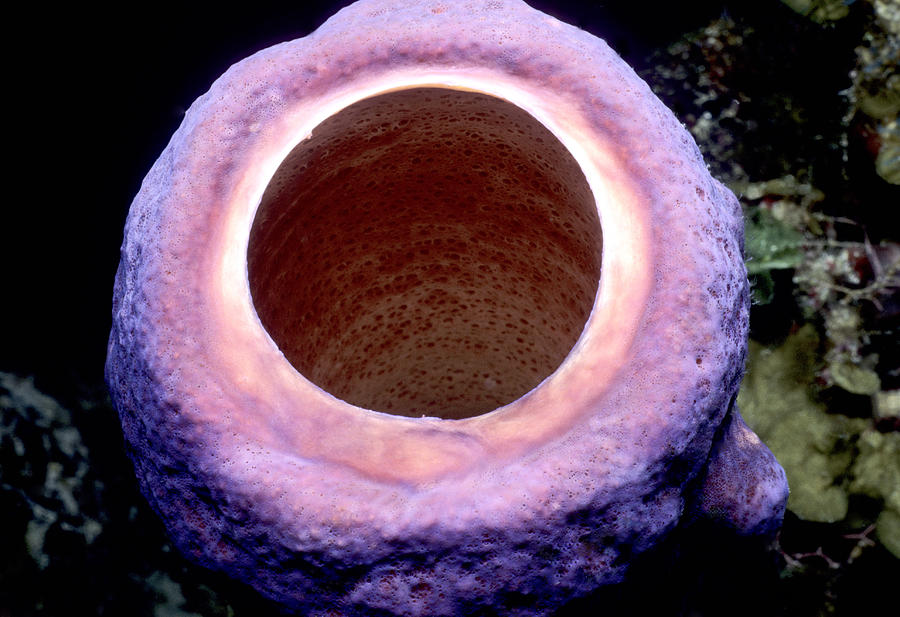 Operculum Of Tube Sponge Photograph by Mary Beth Angelo - Pixels